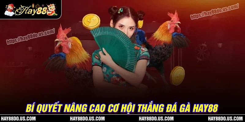 Bí quyết nâng cao cơ hội thắng khi cá cược đá gà Hay88